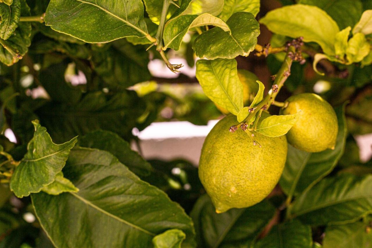 Lemon Tree Apartment Luz Eksteriør bilde